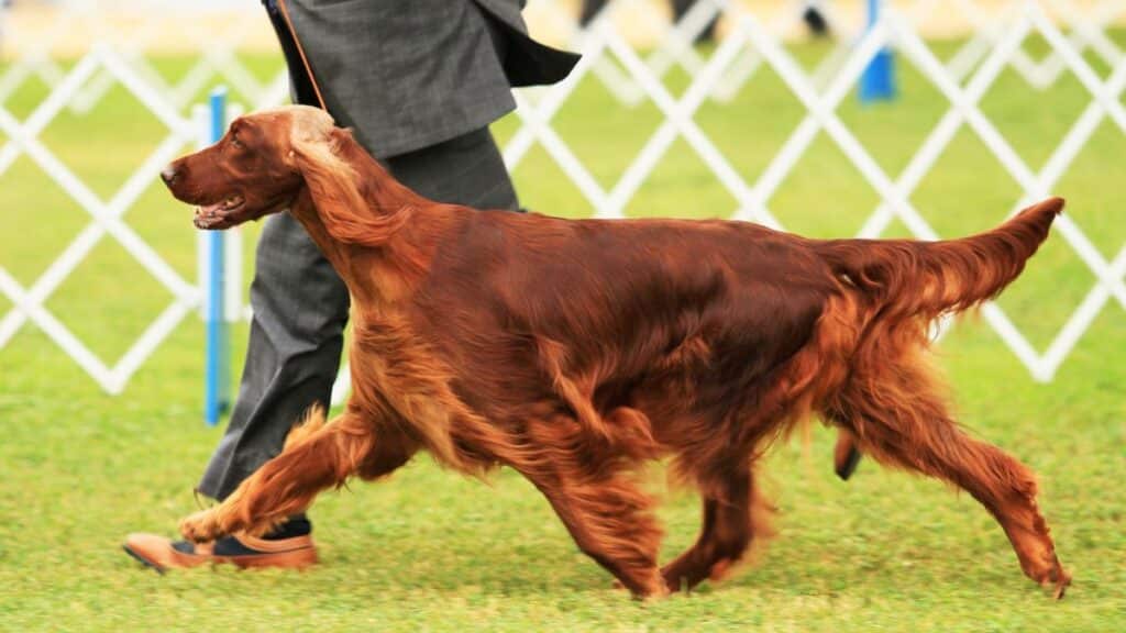 Person walking a dog in a dog show