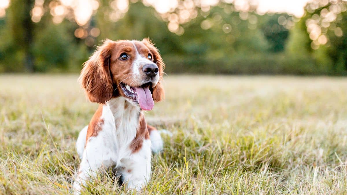 The dog is lying in the field