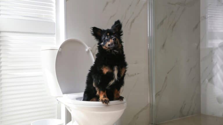 Potty training for dog