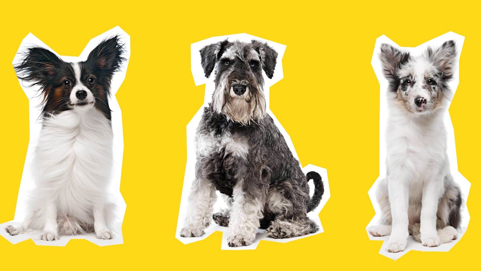 Black and white images of three dogs on a yellow background