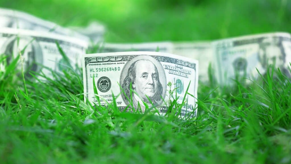 Cash sitting in the middle of grass