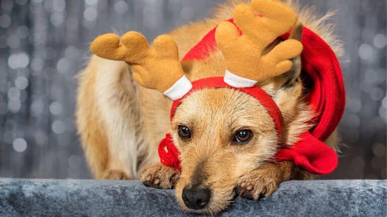 Sad dog laying down and wearing antlers